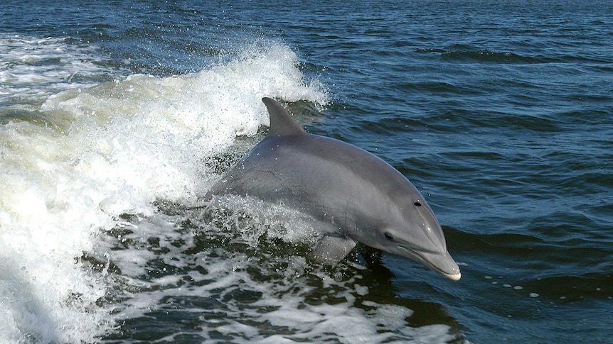 Bottlenose dolphin enjoying a splash in the Derwent