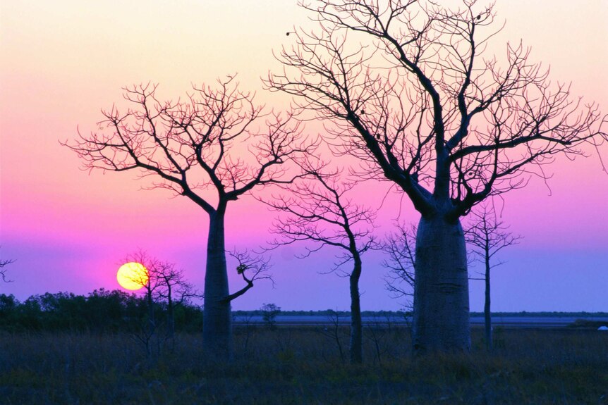 Boab trees