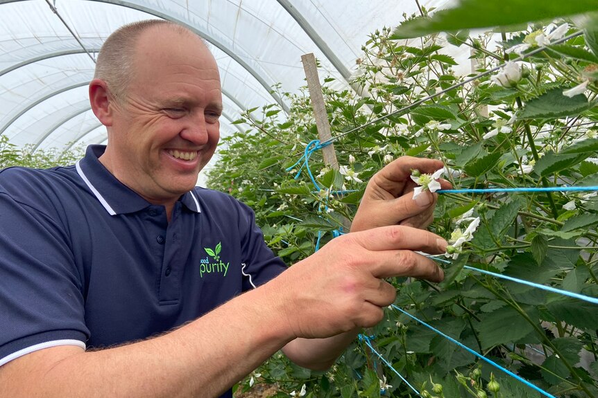 Dr Cameron Spurr looking at fruit flowers