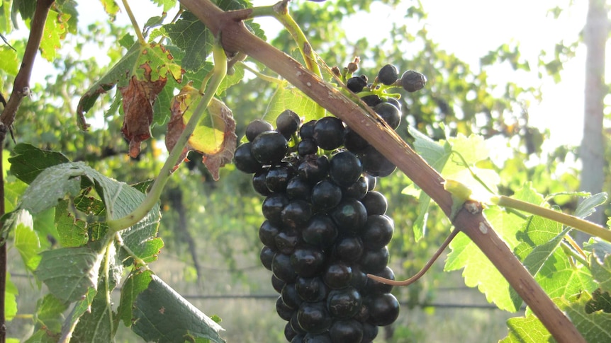 Shiraz grapes ready to be picked at the Eurongilly vineyard in the Riverina