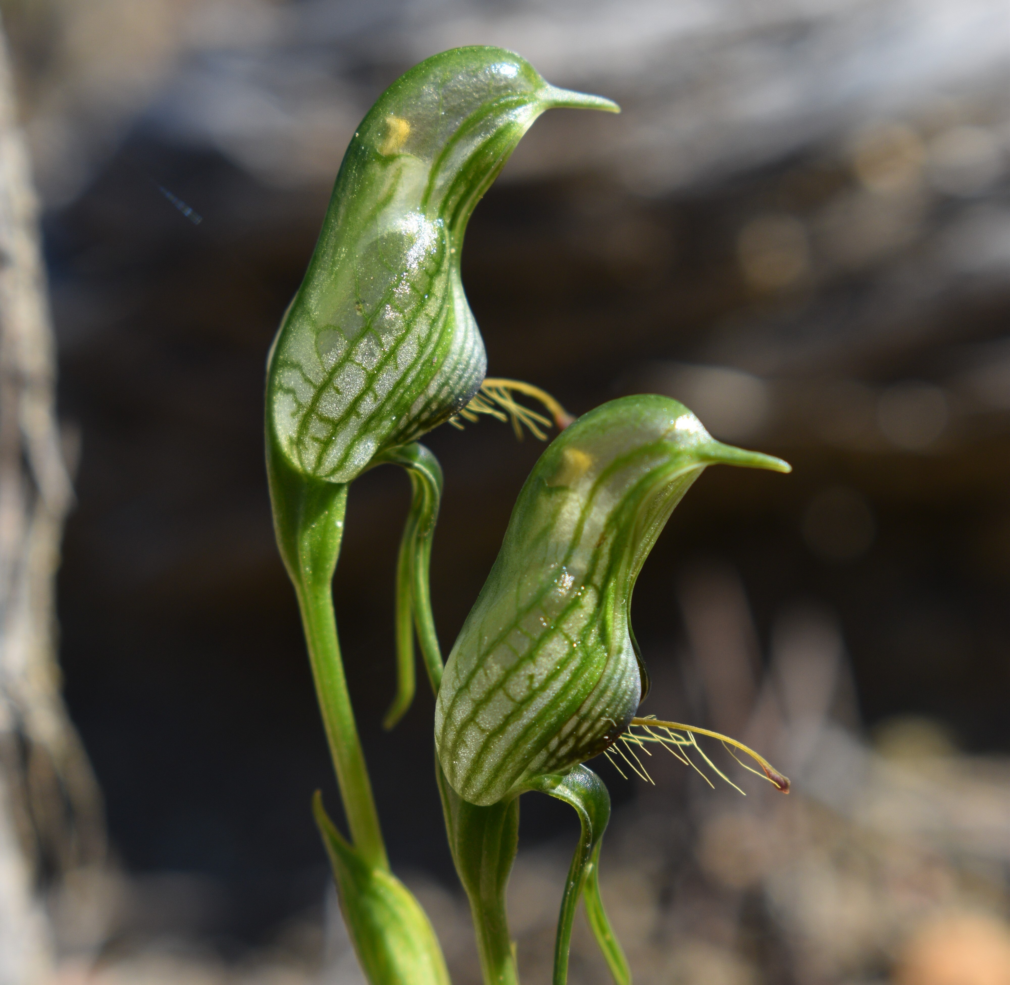 A bird-shaped green plant