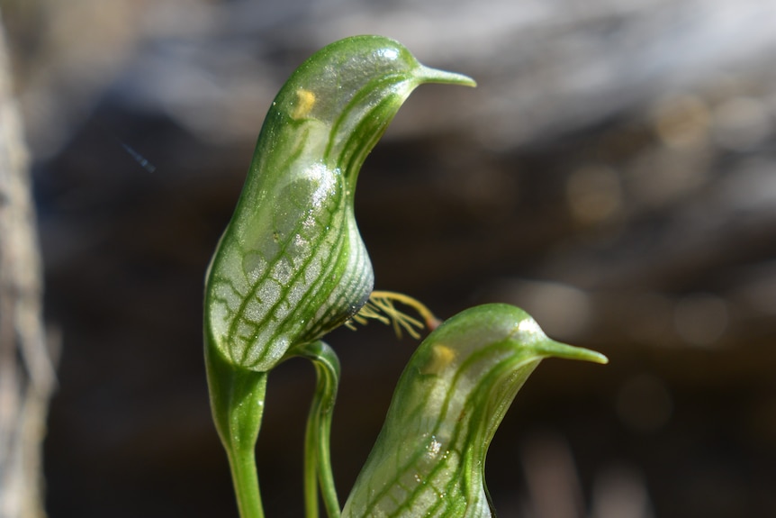 A bird-shaped green plant