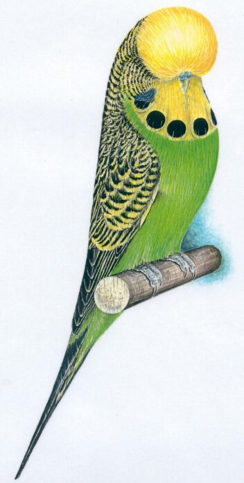 An illustration showing the ideal budgerigar as specified by the Australian National Budgerigar Council. 