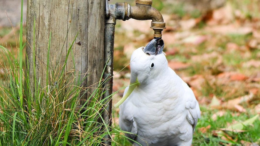 White bird takes sip of water from fawcett