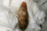 A mysterious object which looks like a human finger found on a Darwin beach