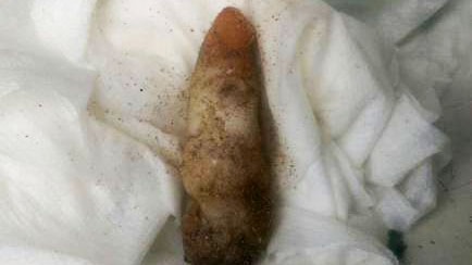 A mysterious object which looks like a human finger found on a Darwin beach