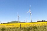 A wind farm in Waubra, north-western Victoria