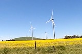 A wind farm in Waubra in north-western Victoria
