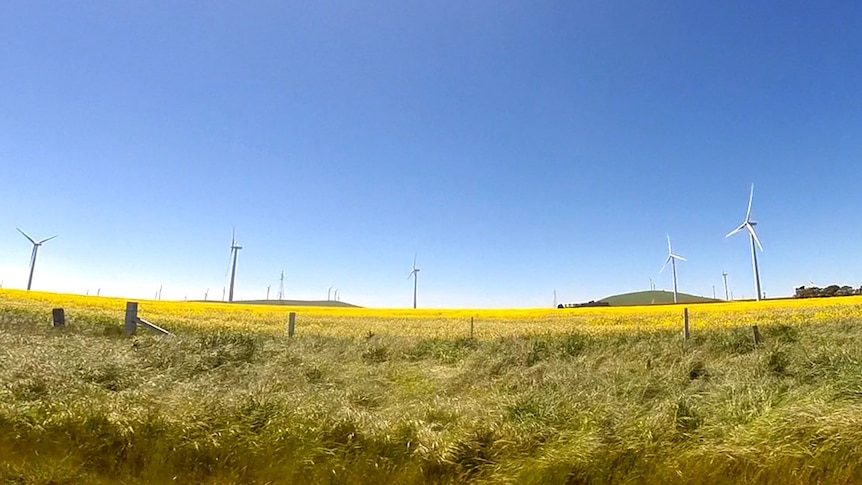 A wind farm in Waubra, north-western Victoria (file photo).