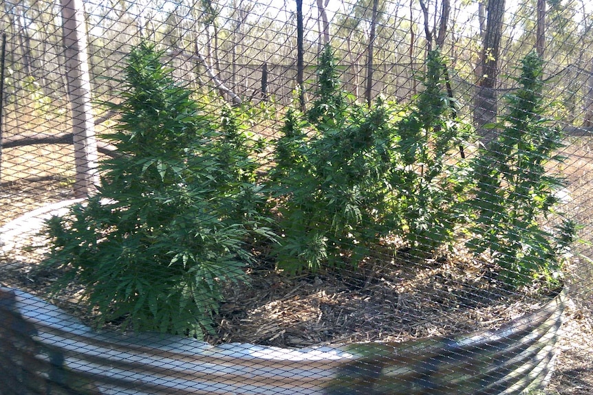 Cannabis plants seized at Lowmead