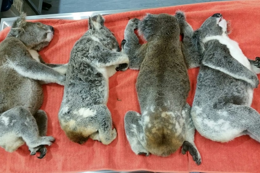 Four dead koalas lie on a vet's table in Lismore.