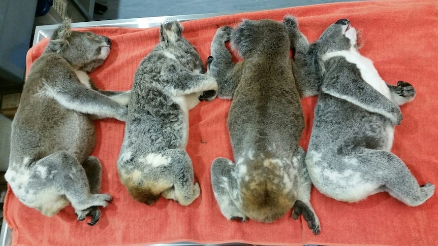 Four dead koalas lie on a vet's table in Lismore.