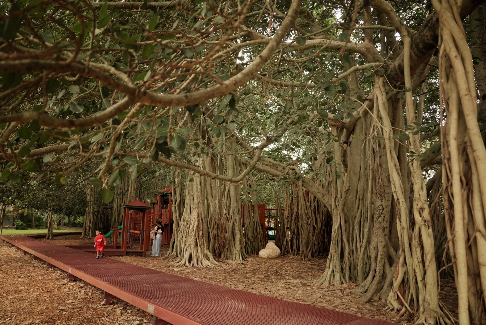 A child on a boardwalk amongst moreton bay figs