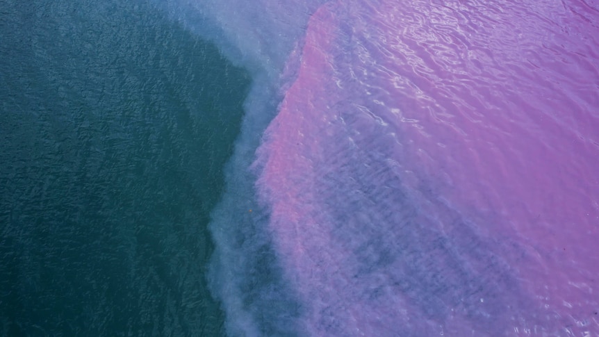 Aerial photo of the ocean showing pink algae blooms spreading through the water