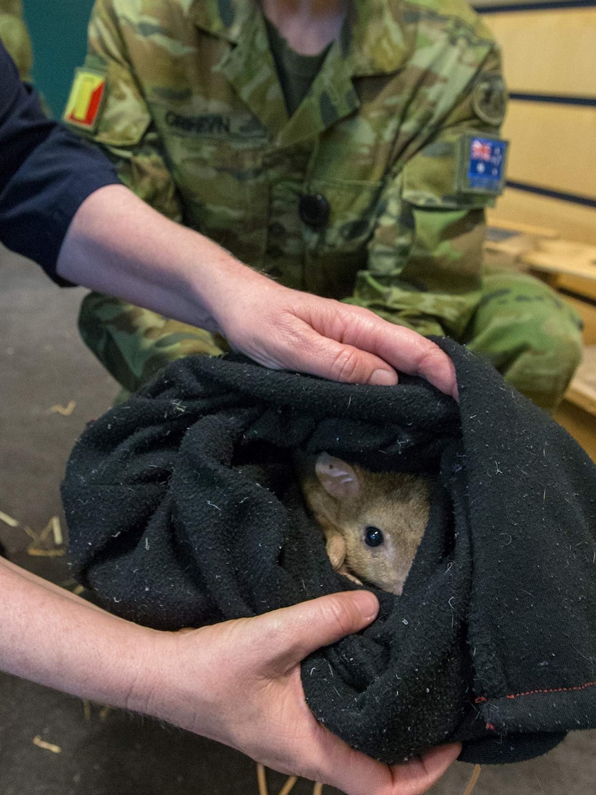 An eastern bettong joey is comforted in a pouch