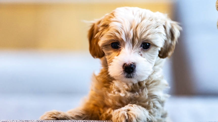 A small puppy with its paw on the arm of a chair.