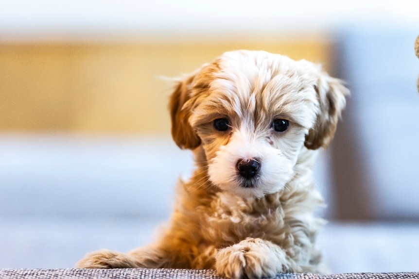 A small white dog.