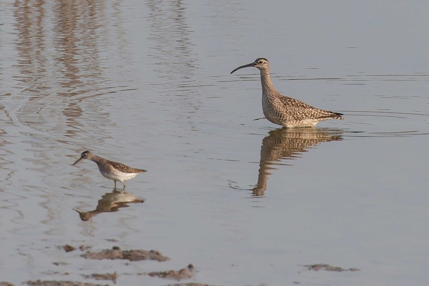 whimbrel