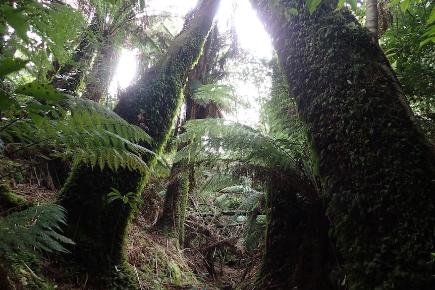 View looking through thick bush covered with tree ferns