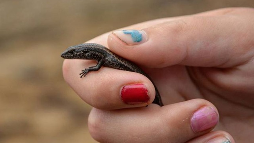 A skink held in a hand