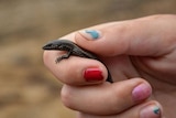 A skink held in a hand