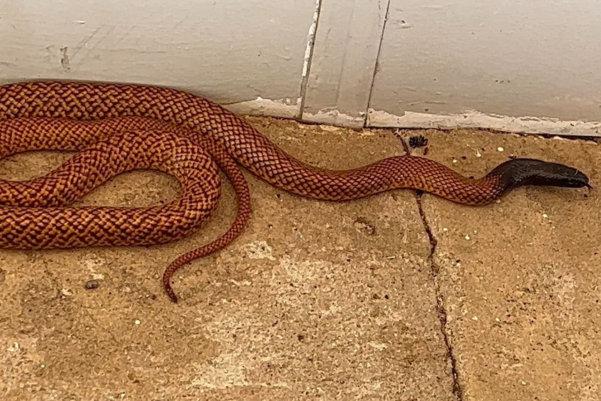 Western brown snake caught in York