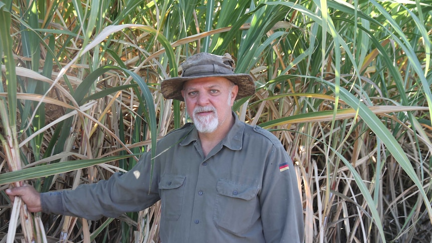 man in a cane field