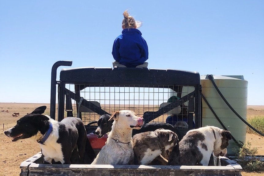 Child sitting on top of dune buggy full of dogs