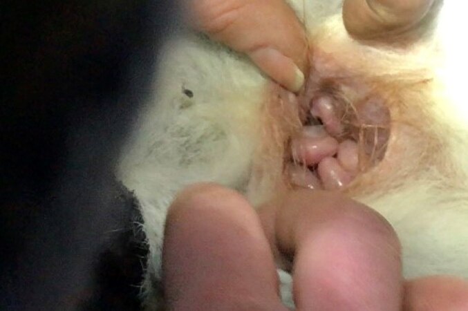 Examination of the pouch of a female quoll in a breading program reveals baby offspring