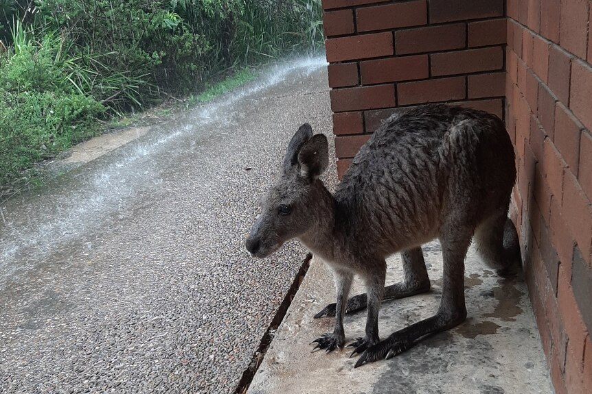 rain wet kangaroo