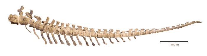 A composite image showing the size of the tail bones of the Dreadnoughtus schrani specimen.
