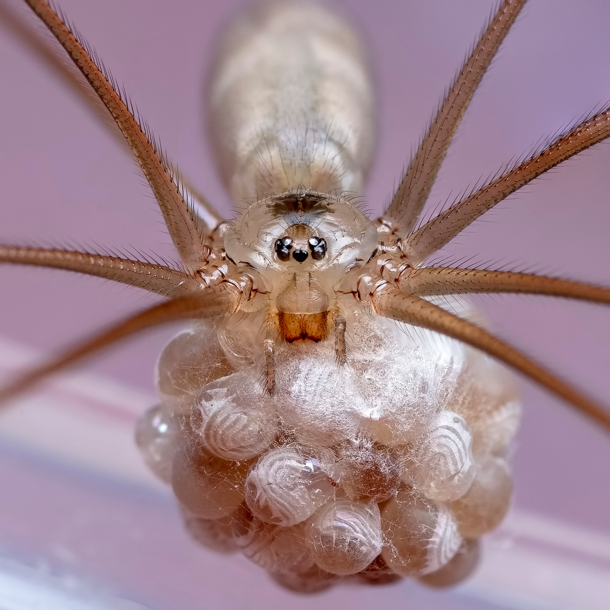 Are Daddy-long-legs Really The Most Venomous Spider? Here's The Truth ...