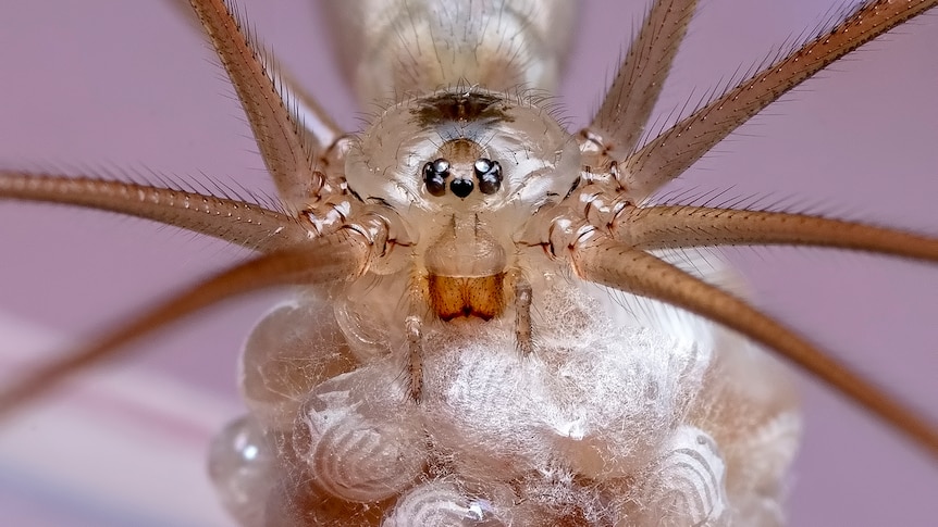 Close up of spider with eggs