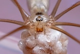 Close up of spider with eggs