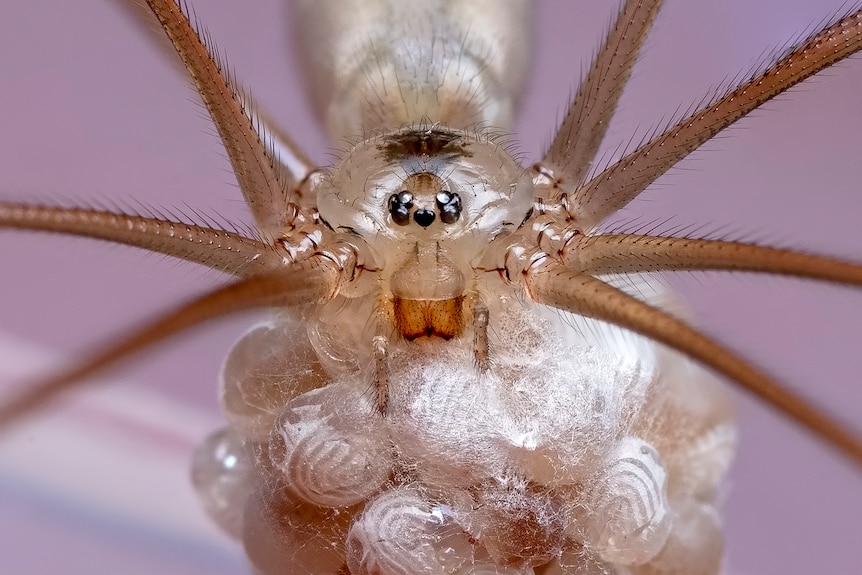 Close up of spider with egg sac
