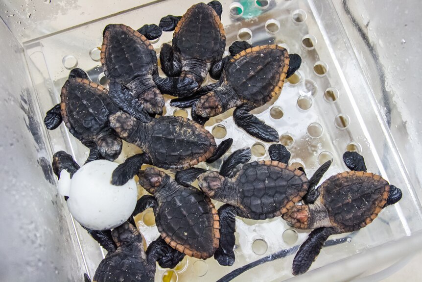 One of the last Loggerhead turtle eggs waiting to hatch surrounded by young hatchlings.