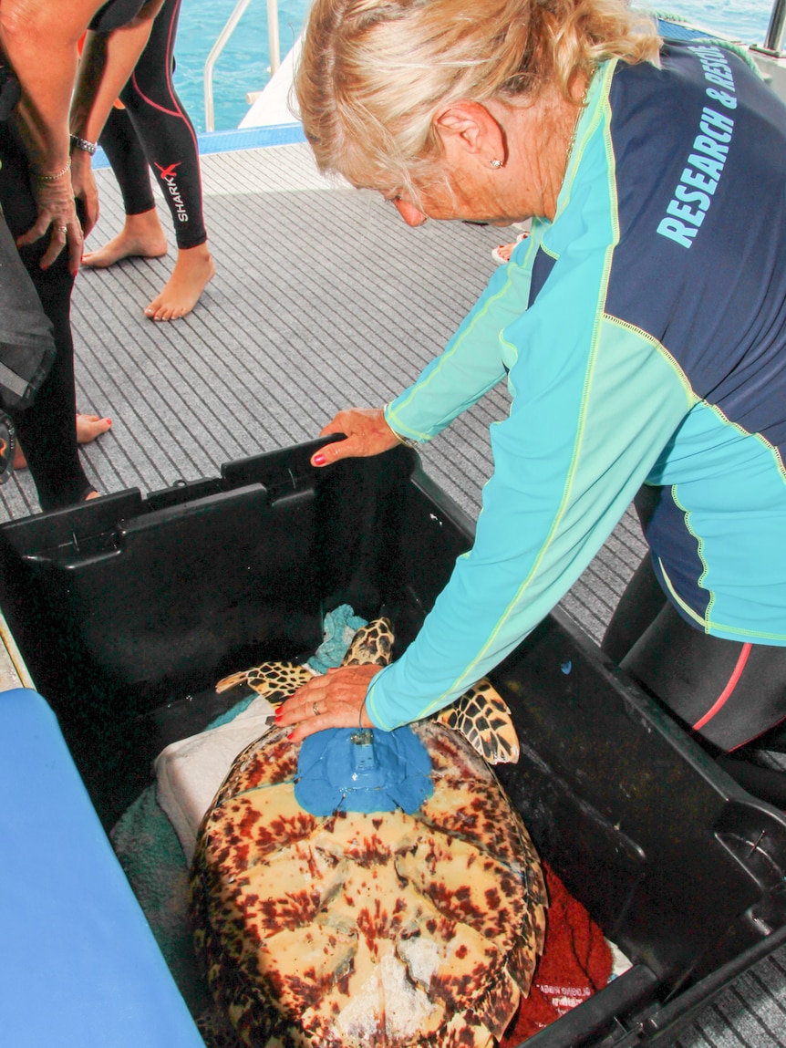 Jennie Gilbert leans over Harry the hawksbill turtle in the last moments before his release.