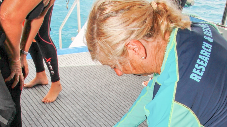 Jennie Gilbert leans over Harry the hawksbill turtle in the last moments before his release.