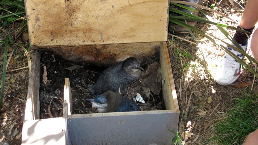 Two little penguins in a nesting box