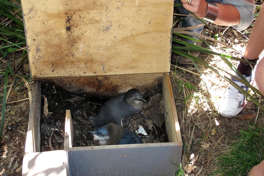 Two little penguins in a nesting box