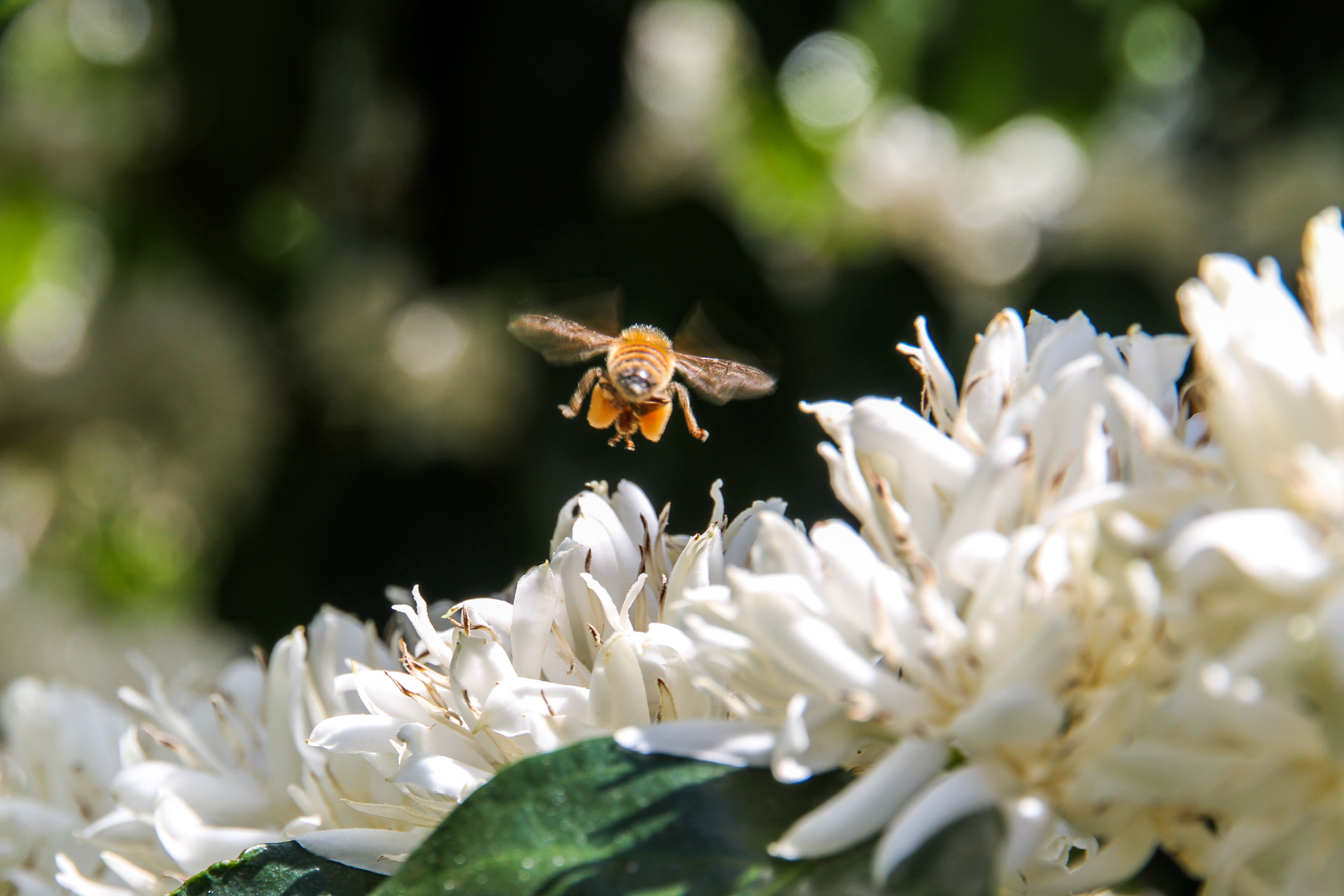 Una abeja con sacos de polen de color naranja vuela sobre flores de café con leche.