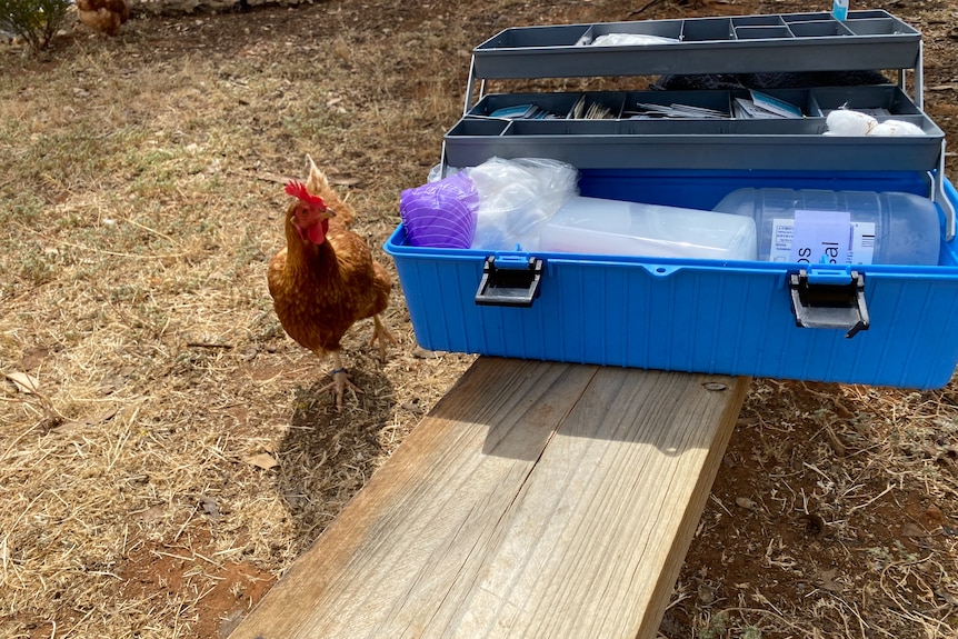 A red hen investigates a blue box, containing medical equipment sitting on a wooden bench