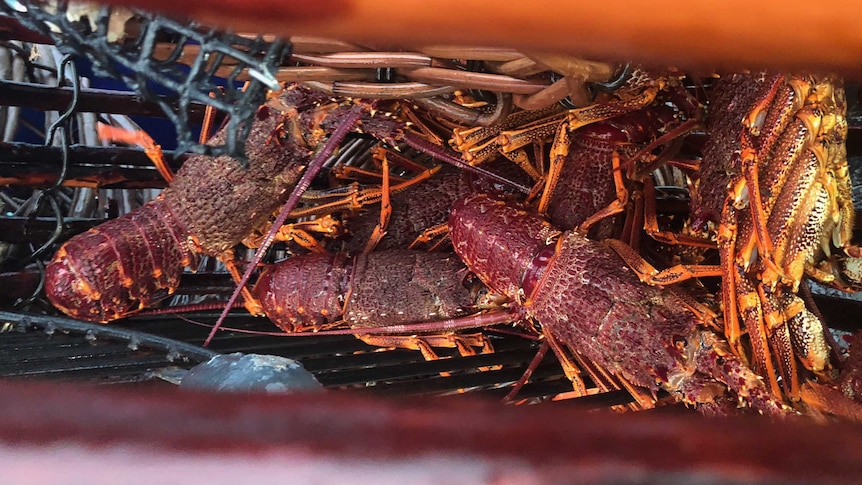A pile of crayfish or lobster on a boat that have been caught