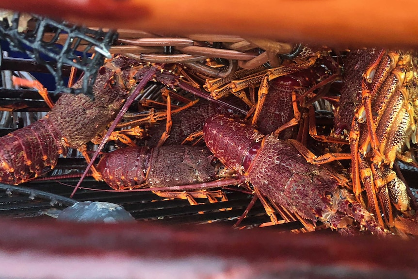 A pile of crayfish or lobster on a boat that have been caught