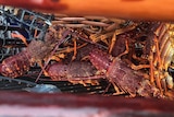 A pile of crayfish or lobster on a boat that have been caught