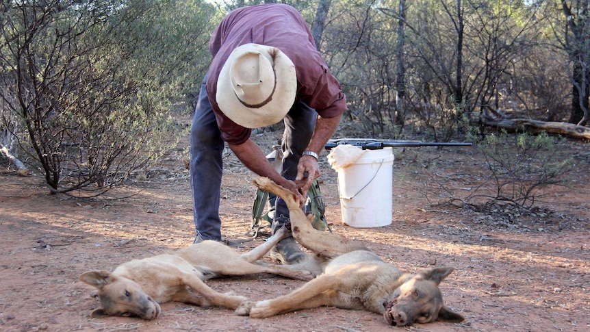 Don Sallway ties the hind legs of two wild dogs he shot.