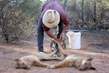 Don Sallway ties the hind legs of two wild dogs he shot.