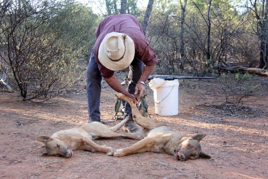 Don Sallway ties the hind legs of two wild dogs he shot.