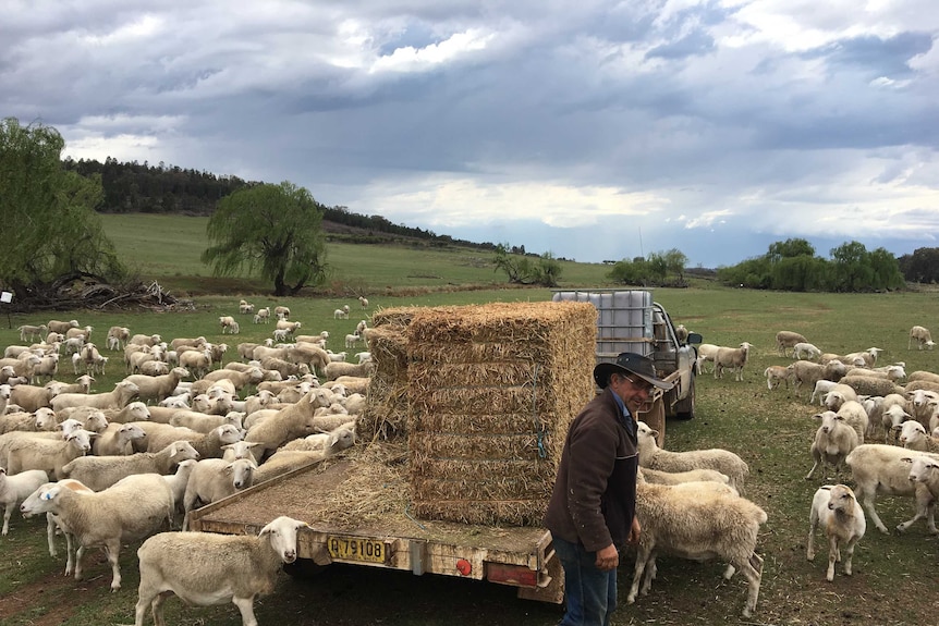 A man standing next to a ute full of hay, surrounded by sheep on a farm near Cumnock.