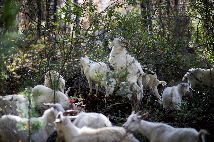 A herd of goat standing around in forestry